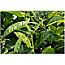 Jamara 466801 Mc Fizz Wassersprinkler Blumen bunt