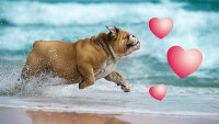 Adobe PS Elements+Premiere 24